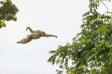 Picture of white gibbon is jumping in the forest, animal in the wild