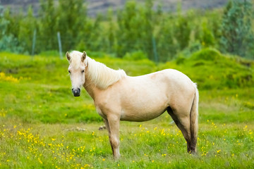 Naklejka na ściany i meble Beautiful of Icelandic horse in Iceland.