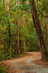 Picture of footpath in the Rainforest, Nature trail in the forest ,Nature Background