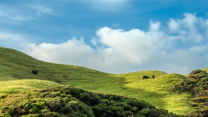 Green rolling hills scenery with grazing cows and blue sky. Shot on Wharariki Beach, New Zealand