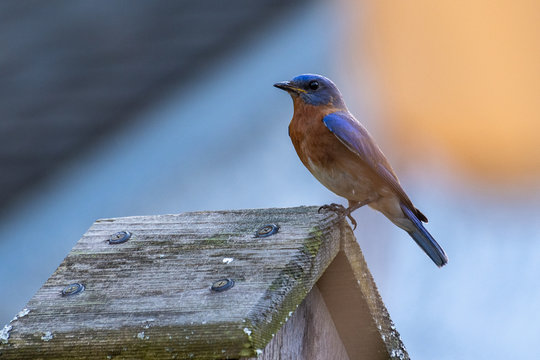 Eastern Bluebird On Bird House