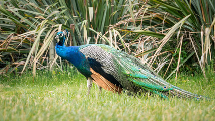 Colorful peacock posing in garden, shot in New Zealand 