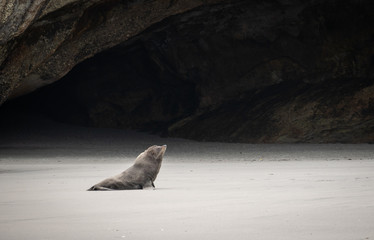 Sea lion wandering on the beach, shot on Wharariki Beach, New Zealand