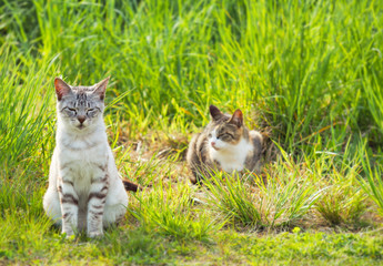 野良猫　素材