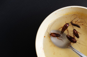 Cockroaches into the bowl