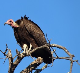 Vultures from Kruger National Park. African wildlife. South Africa