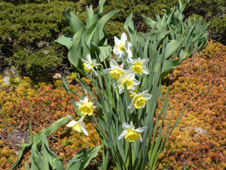 Colorful flowers on the flower bed