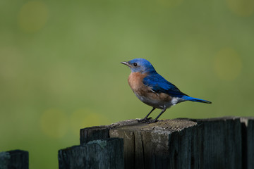Eastern Bluebird on a Fence