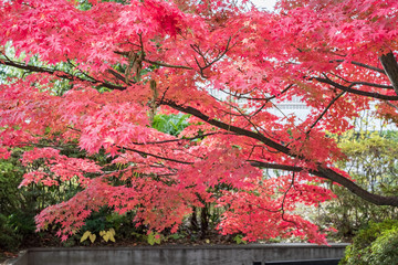 Kiyomizudera Temple and Autumn Leaves in Kyoto, Japan 