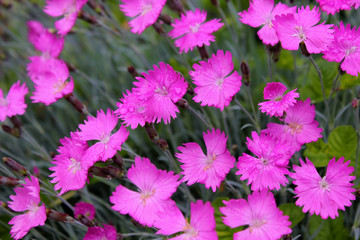 Magenta Dianthus Firewitch flower