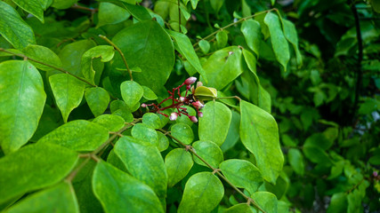 The starfruit flower is surrounded by ants in the morning after rain