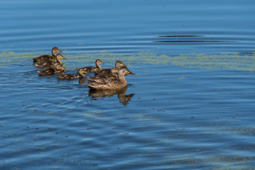 Female mallard duck with seven duckling swimming in a calm lake on a sunny day
