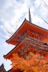 Obraz premium Kiyomizudera Temple and Autumn Leaves in Kyoto, Japan 