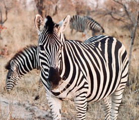 Fototapeta na wymiar Zebras from Kruger National Park. African wildlife. South Africa