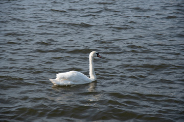 Obraz premium 白鳥