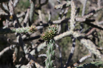 Cactus 6