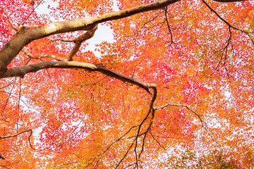 Kiyomizudera Temple and Autumn Leaves in Kyoto, Japan 