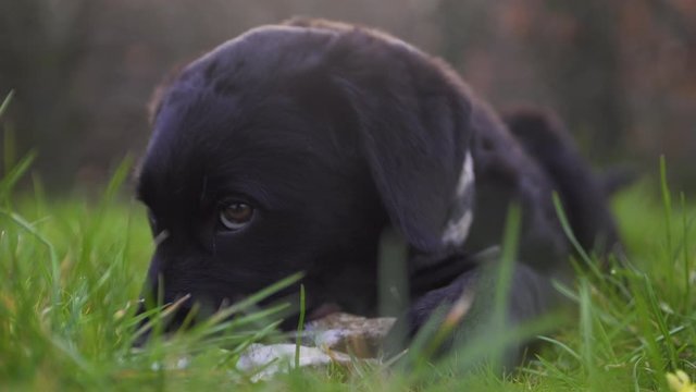 Close up of black labrador puppy chewing on a bone laying in grass, slow motion, foreground out focus