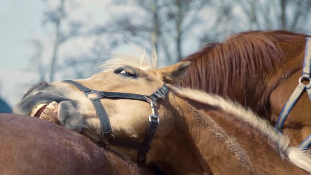 Close up of Haflinger horse scratching the back of another horse, social animals