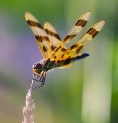 Dragonfly in green grasses