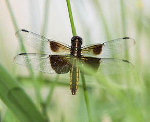 dragonfly resting on a leaf