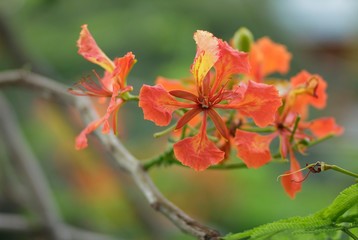 Royal poinciana blooms in the summer, Vietnam