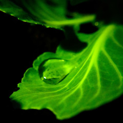 water drop on green leaf