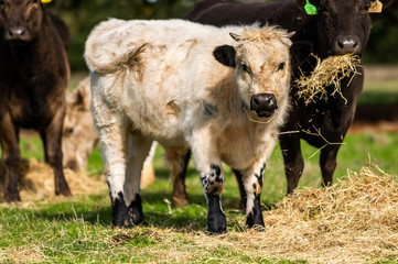 Beef cows and calfs grazing on grass in south west victoria, Australia. eating hay and silage....