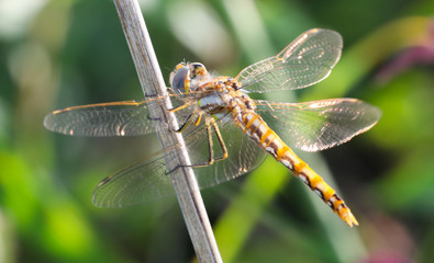 Gold dragonfly on grass