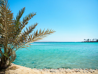 Green palm tree branches growing on egyptian beach, medium view. A lot of palm trees in the distance. Blue sky is clear. Selective soft focus. Blurred background