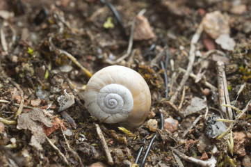 Closeup of an eastern heath snail, Xerolenta obvia snail in dry environment