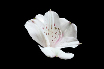 Fototapeta na wymiar white flower Alstroemeria close up on a black background