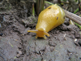banana slug up close