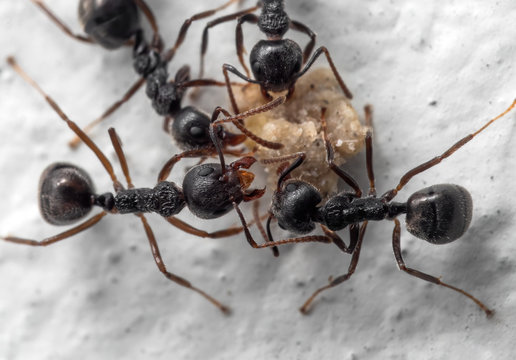 Macro Photo of Group of Black Ants Help Each Other to Transport Food