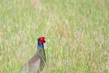 Japanese Pheasant (Phasianus versicolor)