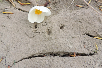 cracks in the sand facial expression facial expressions white flower      