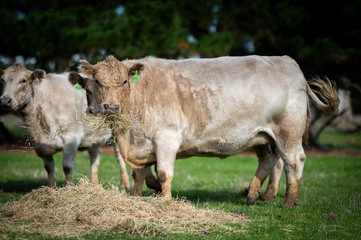 Beef cows and calfs grazing on grass in south west victoria, Australia. eating hay and silage....