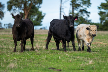 Beef cows and calfs grazing on grass in south west victoria, Australia. eating hay and silage....