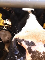 Close-up Of Snout Of Cow