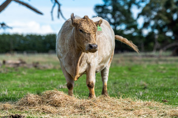 Beef cows and calfs grazing on grass in south west victoria, Australia. eating hay and silage....