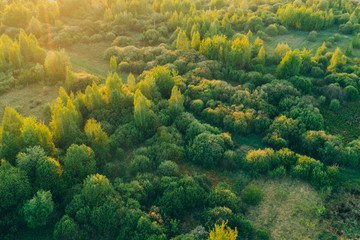 Warm sunset light shines on a forest with deciduous trees. Spring landscape aerial view
