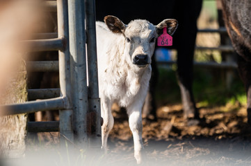 steers and bullocks Beef cows and calfs grazing on grass in south west victoria, Australia. eating...