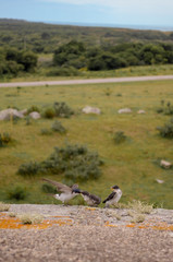 birds