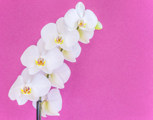 Fototapeta na wymiar Beautiful white phalaenopsis orchid flower, known as fluttering butterflies.