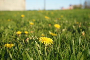 Dandelion Flowers and Green Grass