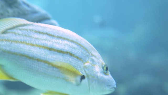 Yellow silver striped fish and large groper in clear water with focus pull, CLOSE UP
