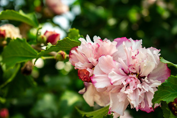 rosa china
