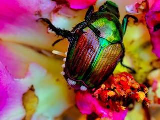 Fototapeta premium Gold Bug