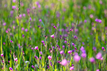 春の日差しの雑草のピンク色の花　麻機遊水地　静岡市