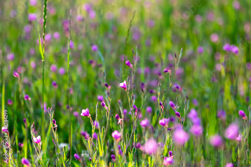 春の日差しの雑草のピンク色の花 麻機遊水地 静岡市 Beauty Poster Beau Photopic
